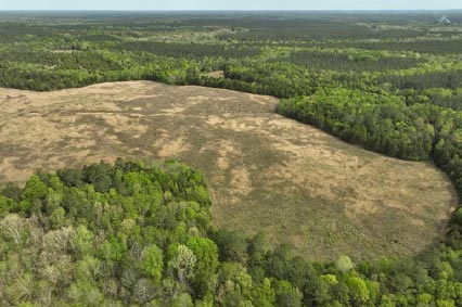 Explore a true Black Belt prairie at the Old Cahawba Prairie Tract